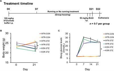 Adiponectin Mediates Running-Restored Hippocampal Neurogenesis in Streptozotocin-Induced Type 1 Diabetes in Mice